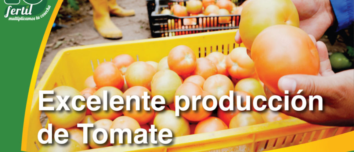 Tomate-thumbnail