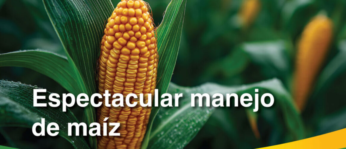 Maiz-2026