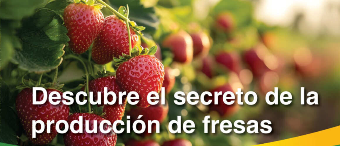 fresas-2026