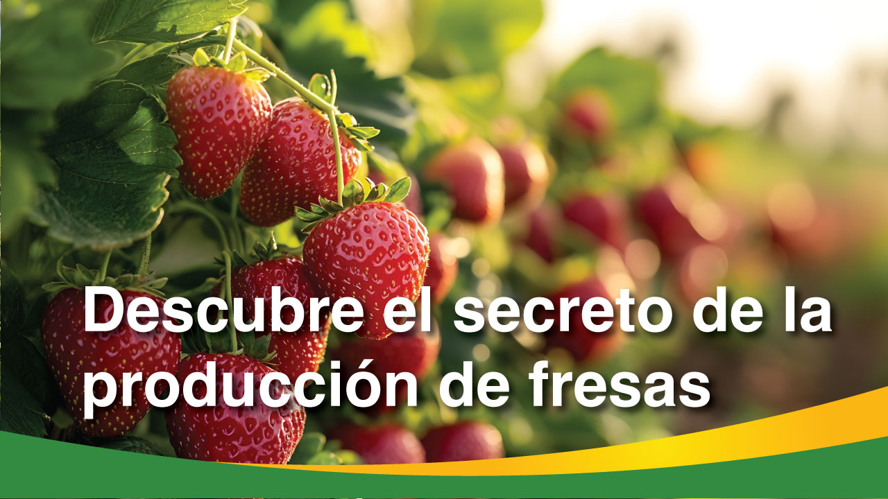 fresas-2026